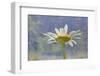 Oxeye Daisy Composite with Textured Background-Adam Jones-Framed Photographic Print