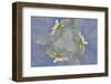 Oxeye Daisy Composite with Textured Background-Adam Jones-Framed Photographic Print