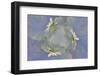 Oxeye Daisy Composite with Textured Background-Adam Jones-Framed Photographic Print