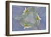 Oxeye Daisy Composite with Textured Background-Adam Jones-Framed Photographic Print