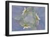 Oxeye Daisy Composite with Textured Background-Adam Jones-Framed Photographic Print