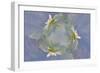 Oxeye Daisy Composite with Textured Background-Adam Jones-Framed Photographic Print