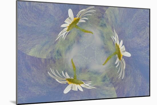 Oxeye Daisy Composite with Textured Background-Adam Jones-Mounted Photographic Print