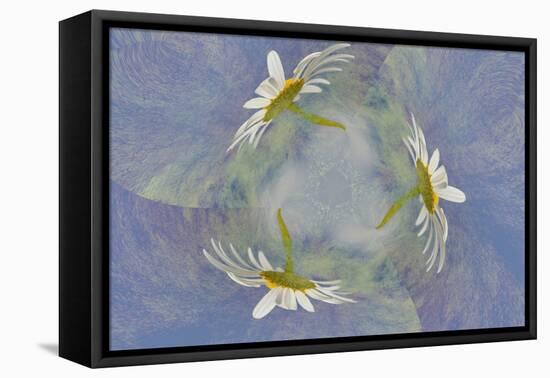 Oxeye Daisy Composite with Textured Background-Adam Jones-Framed Stretched Canvas