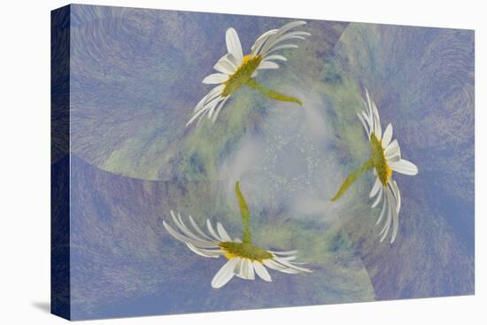 Oxeye Daisy Composite with Textured Background-Adam Jones-Stretched Canvas