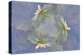 Oxeye Daisy Composite with Textured Background-Adam Jones-Stretched Canvas