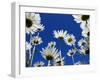 Oxeye Daisy Flowers, Cornwall, UK-Ross Hoddinott-Framed Photographic Print