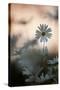 Oxeye Daisy (Leucanthemum Vulgare) Flower Head at Dusk. Scotland, UK, June-Mark Hamblin-Stretched Canvas