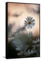 Oxeye Daisy (Leucanthemum Vulgare) Flower Head at Dusk. Scotland, UK, June-Mark Hamblin-Framed Stretched Canvas