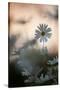 Oxeye Daisy (Leucanthemum Vulgare) Flower Head at Dusk. Scotland, UK, June-Mark Hamblin-Stretched Canvas