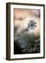 Oxeye Daisy (Leucanthemum Vulgare) Flower Head at Dusk. Scotland, UK, June-Mark Hamblin-Framed Photographic Print