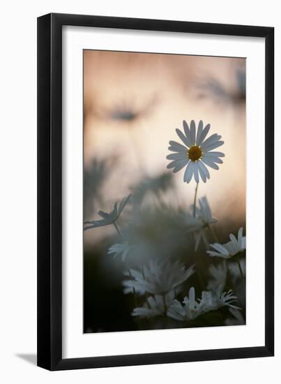 Oxeye Daisy (Leucanthemum Vulgare) Flower Head at Dusk. Scotland, UK, June-Mark Hamblin-Framed Photographic Print