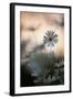 Oxeye Daisy (Leucanthemum Vulgare) Flower Head at Dusk. Scotland, UK, June-Mark Hamblin-Framed Photographic Print