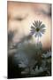 Oxeye Daisy (Leucanthemum Vulgare) Flower Head at Dusk. Scotland, UK, June-Mark Hamblin-Mounted Photographic Print