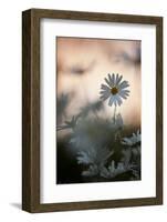 Oxeye Daisy (Leucanthemum Vulgare) Flower Head at Dusk. Scotland, UK, June-Mark Hamblin-Framed Photographic Print