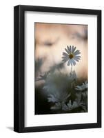 Oxeye Daisy (Leucanthemum Vulgare) Flower Head at Dusk. Scotland, UK, June-Mark Hamblin-Framed Photographic Print