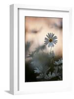 Oxeye Daisy (Leucanthemum Vulgare) Flower Head at Dusk. Scotland, UK, June-Mark Hamblin-Framed Photographic Print