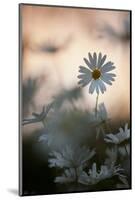 Oxeye Daisy (Leucanthemum Vulgare) Flower Head at Dusk. Scotland, UK, June-Mark Hamblin-Mounted Photographic Print