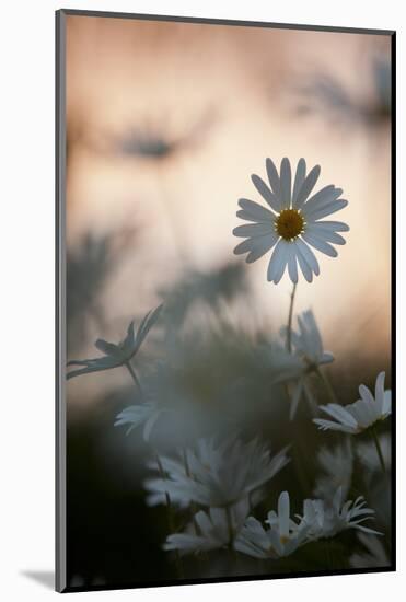 Oxeye Daisy (Leucanthemum Vulgare) Flower Head at Dusk. Scotland, UK, June-Mark Hamblin-Mounted Photographic Print