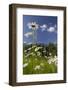 Oxeye Daisy (Leucanthemum Vulgare), Flower Meadow, Near Windischgarsten, Upper Austria-Rainer Mirau-Framed Photographic Print