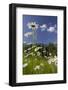 Oxeye Daisy (Leucanthemum Vulgare), Flower Meadow, Near Windischgarsten, Upper Austria-Rainer Mirau-Framed Photographic Print