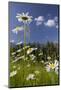 Oxeye Daisy (Leucanthemum Vulgare), Flower Meadow, Near Windischgarsten, Upper Austria-Rainer Mirau-Mounted Photographic Print