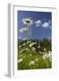 Oxeye Daisy (Leucanthemum Vulgare), Flower Meadow, Near Windischgarsten, Upper Austria-Rainer Mirau-Framed Photographic Print