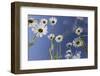 Oxeye Daisy (Leucanthemum Vulgare), Flower Meadow, Near Windischgarsten, Upper Austria-Rainer Mirau-Framed Photographic Print