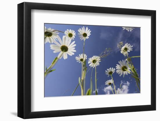 Oxeye Daisy (Leucanthemum Vulgare), Flower Meadow, Near Windischgarsten, Upper Austria-Rainer Mirau-Framed Photographic Print