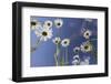 Oxeye Daisy (Leucanthemum Vulgare), Flower Meadow, Near Windischgarsten, Upper Austria-Rainer Mirau-Framed Photographic Print