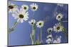 Oxeye Daisy (Leucanthemum Vulgare), Flower Meadow, Near Windischgarsten, Upper Austria-Rainer Mirau-Mounted Photographic Print