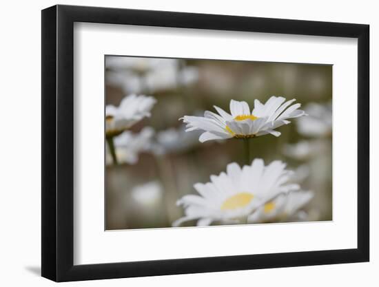 Oxeye Daisy, Leucanthemum vulgare, Louisville, Kentucky-Adam Jones-Framed Photographic Print