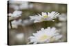 Oxeye Daisy, Leucanthemum vulgare, Louisville, Kentucky-Adam Jones-Stretched Canvas