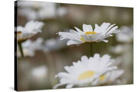 Oxeye Daisy, Leucanthemum vulgare, Louisville, Kentucky-Adam Jones-Stretched Canvas