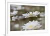 Oxeye Daisy, Leucanthemum vulgare, Louisville, Kentucky-Adam Jones-Framed Photographic Print