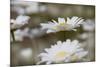 Oxeye Daisy, Leucanthemum vulgare, Louisville, Kentucky-Adam Jones-Mounted Photographic Print