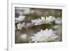 Oxeye Daisy, Leucanthemum vulgare, Louisville, Kentucky-Adam Jones-Framed Photographic Print