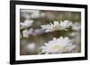 Oxeye Daisy, Leucanthemum vulgare, Louisville, Kentucky-Adam Jones-Framed Photographic Print