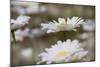 Oxeye Daisy, Leucanthemum vulgare, Louisville, Kentucky-Adam Jones-Mounted Photographic Print