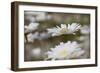 Oxeye Daisy, Leucanthemum vulgare, Louisville, Kentucky-Adam Jones-Framed Photographic Print