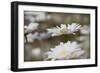 Oxeye Daisy, Leucanthemum vulgare, Louisville, Kentucky-Adam Jones-Framed Photographic Print