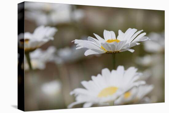 Oxeye Daisy, Leucanthemum vulgare, Louisville, Kentucky-Adam Jones-Stretched Canvas