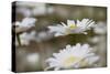 Oxeye Daisy, Leucanthemum vulgare, Louisville, Kentucky-Adam Jones-Stretched Canvas