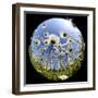 Oxeye Daisy Veiwed Through Fish-Eye Lens, Devon, UK, June 08-Ross Hoddinott-Framed Photographic Print