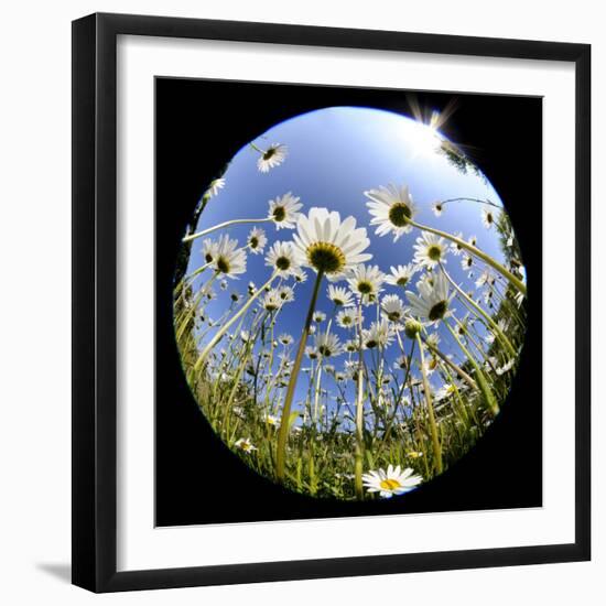 Oxeye Daisy Veiwed Through Fish-Eye Lens, Devon, UK, June 08-Ross Hoddinott-Framed Photographic Print