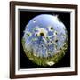 Oxeye Daisy Veiwed Through Fish-Eye Lens, Devon, UK, June 08-Ross Hoddinott-Framed Photographic Print