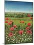 Oxford / Poppies, 1983-Frances Broomfield-Mounted Giclee Print