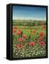 Oxford / Poppies, 1983-Frances Broomfield-Framed Stretched Canvas
