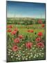 Oxford / Poppies, 1983-Frances Broomfield-Mounted Giclee Print
