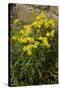 Oxford Ragwort a Widespread Naturalised Weed-null-Stretched Canvas